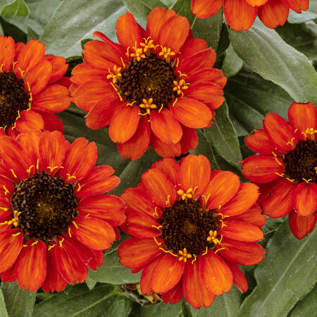 Fire Profusion, Zinnia Seeds - Packet image number null